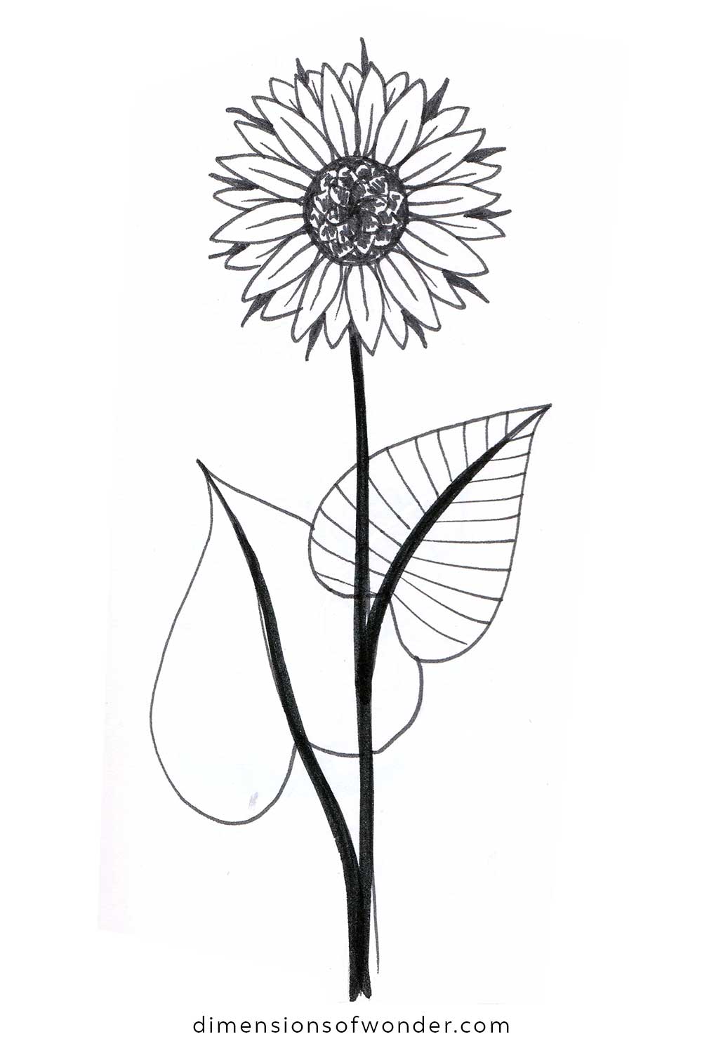 Easy Plants to Draw 10 Fun Botanical Examples