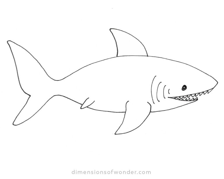 Shark Pencil Drawing Step-by-Step Tutorials [Cute & Realistic]