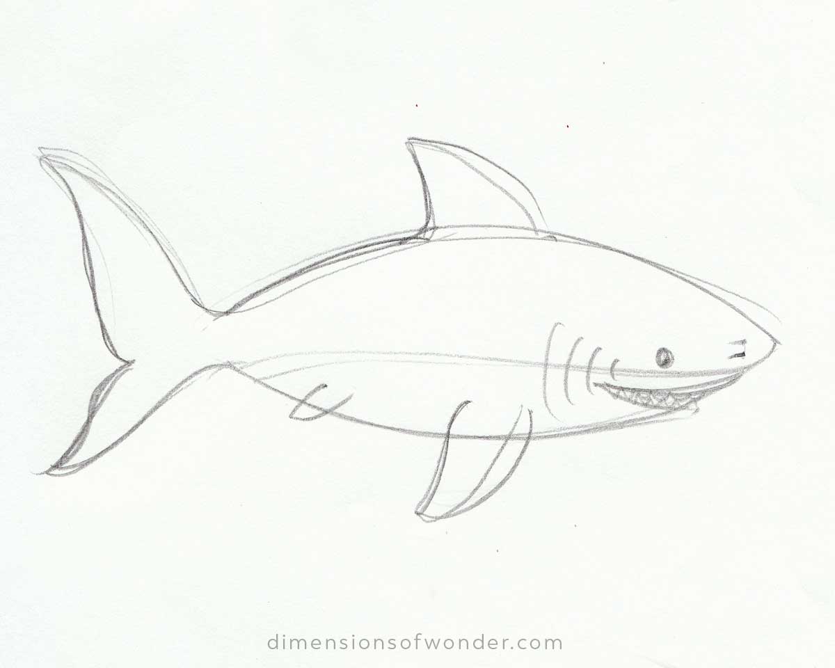 Shark Pencil Drawing Step-by-Step Tutorials [Cute & Realistic]
